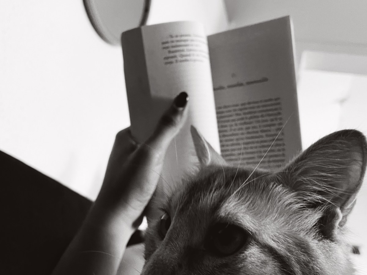 La panse du chacal – RAPHAËL&nbsp;CONFIANT